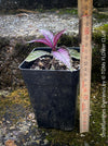 Strobilanthes Dyeranus, Persian Shield, organically grown tropical plants for sale at TOMs FLOWer CLUB.