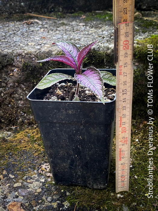 Strobilanthes Dyeranus, Persian Shield, organically grown tropical plants for sale at TOMs FLOWer CLUB.