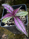 Strobilanthes Dyeranus, Persian Shield, organically grown tropical plants for sale at TOMs FLOWer CLUB.