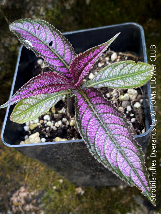 Strobilanthes Dyeranus, Persian Shield, organically grown tropical plants for sale at TOMs FLOWer CLUB.