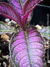 Strobilanthes Dyeranus, Persian Shield, organically grown tropical plants for sale at TOMs FLOWer CLUB.