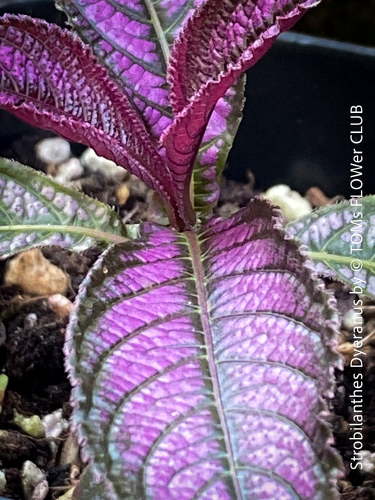 Strobilanthes Dyeranus, Persian Shield, organically grown tropical plants for sale at TOMs FLOWer CLUB.