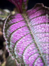 Strobilanthes Dyeranus, Persian Shield, organically grown tropical plants for sale at TOMs FLOWer CLUB.