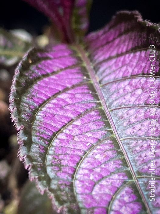 Strobilanthes Dyeranus, Persian Shield, organically grown tropical plants for sale at TOMs FLOWer CLUB.