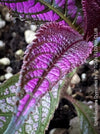 Strobilanthes Dyeranus, Persian Shield, organically grown tropical plants for sale at TOMs FLOWer CLUB.