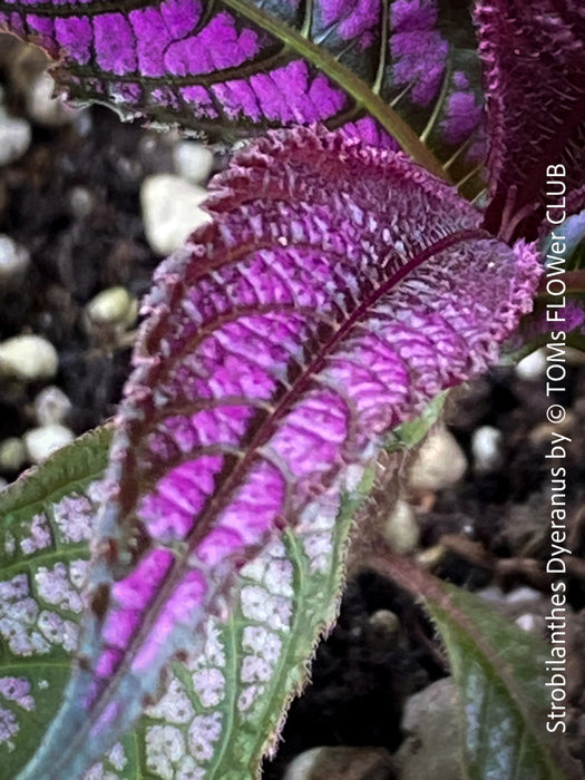 Strobilanthes Dyeranus, Persian Shield, organically grown tropical plants for sale at TOMs FLOWer CLUB.