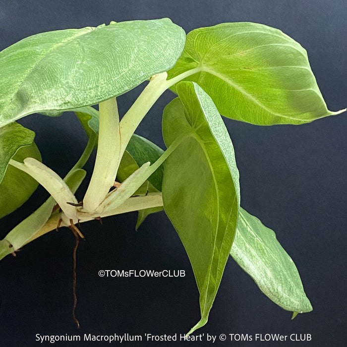 Syngonium Frosted Heart silver metallic foliage indoor aroid from TOMs FLOWer CLUB