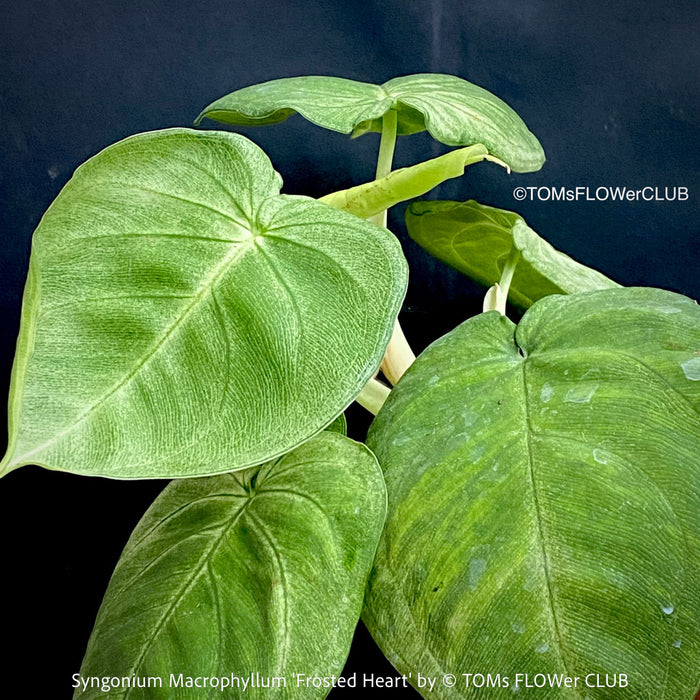 Syngonium Frosted Heart silver metallic foliage indoor aroid from TOMs FLOWer CLUB