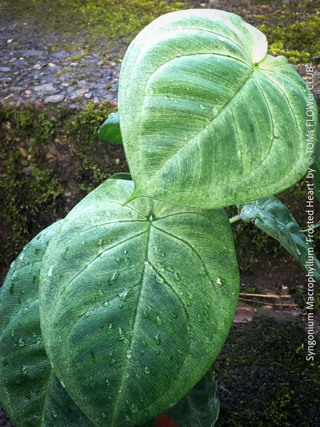 Syngonium Macrophyllum Frosted Heart rare silver heart-shaped leaves organic plant from TOMs FLOWer CLUB. 