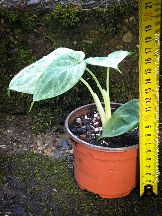 Rare Syngonium Macrophyllum Frosted Heart well rooted plant for sale at TOMs FLOWer CLUB