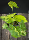 Syngonium Podophyllum Mojito, organically grown plants for sale at TOMs FLOWer CLUB. 