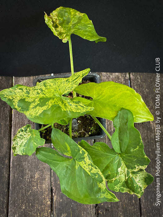 Syngonium Podophyllum Mojito, organically grown plants for sale at TOMs FLOWer CLUB. 