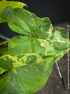 Syngonium Podophyllum Mojito, organically grown plants for sale at TOMs FLOWer CLUB. 