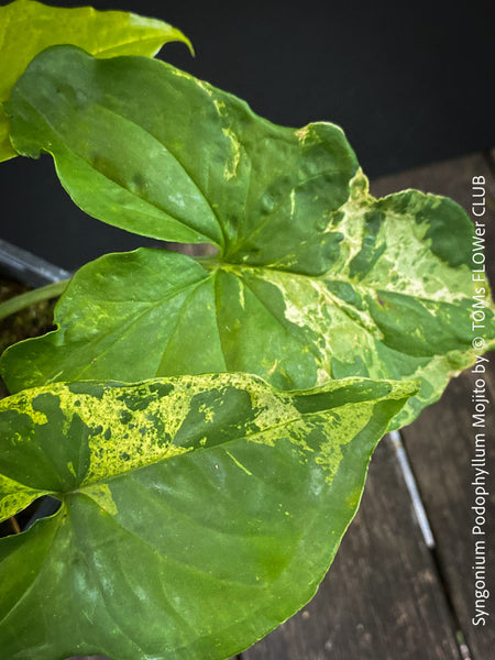 Syngonium Podophyllum Mojito, organically grown plants for sale at TOMs FLOWer CLUB. 