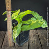 Syngonium Podophyllum Mojito, organically grown plants for sale at TOMs FLOWer CLUB. 