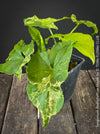 Syngonium Podophyllum Mojito, organically grown plants for sale at TOMs FLOWer CLUB. 