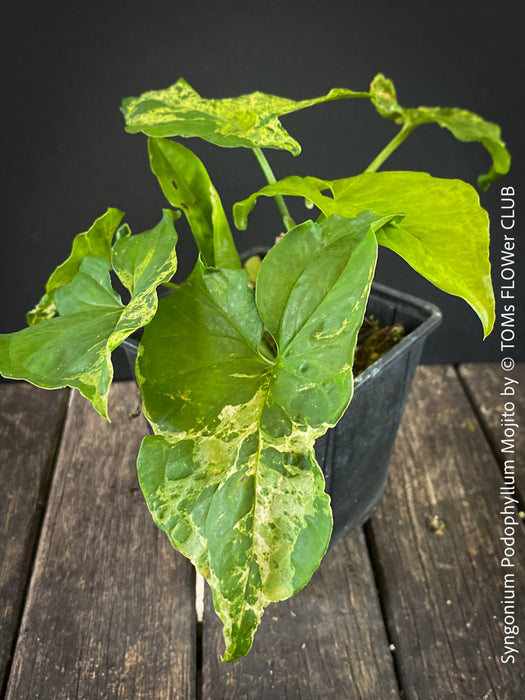 Syngonium Podophyllum Mojito, organically grown plants for sale at TOMs FLOWer CLUB. 