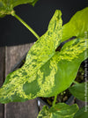 Syngonium Podophyllum Mojito, organically grown plants for sale at TOMs FLOWer CLUB. 