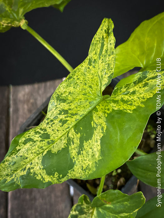 Syngonium Podophyllum Mojito, organically grown plants for sale at TOMs FLOWer CLUB. 