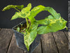 Syngonium Podophyllum Mojito, organically grown plants for sale at TOMs FLOWer CLUB. 