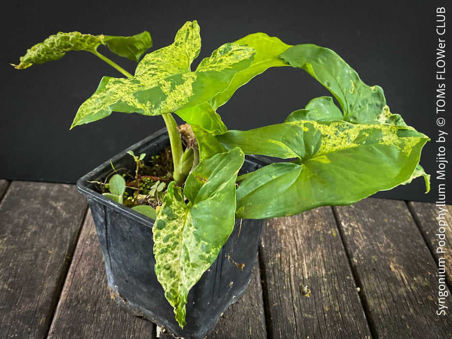 Syngonium Podophyllum Mojito, organically grown plants for sale at TOMs FLOWer CLUB. 