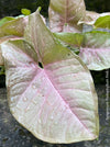 Pink leaf of Syngonium Podophyllum Pink, organically grown tropical plants for sale by TOMS FLOWer CLUB.