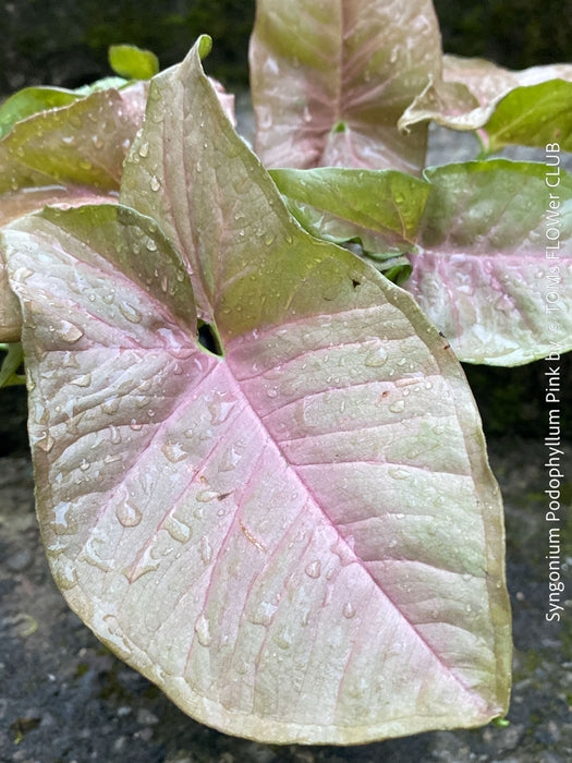 Pink leaf of Syngonium Podophyllum Pink, organically grown tropical plants for sale by TOMS FLOWer CLUB.