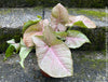 Syngonium Podophyllum Pink, organically grown tropical plants for sale by TOMS FLOWer CLUB.