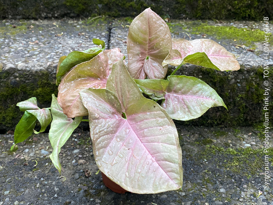 Syngonium Podophyllum Pink, organically grown tropical plants for sale by TOMS FLOWer CLUB.