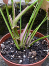 Syngonium Podophyllum Pink, organically grown tropical plants for sale by TOMS FLOWer CLUB.