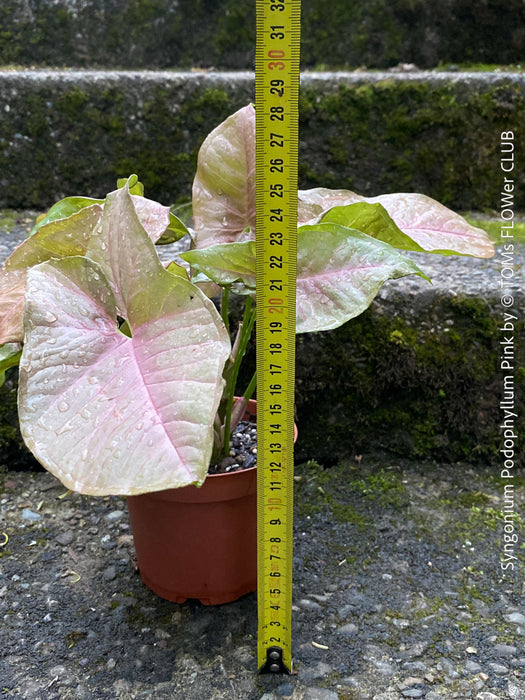 Syngonium Podophyllum Pink, organically grown tropical plants for sale by TOMS FLOWer CLUB.