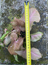 Syngonium Podophyllum Pink, organically grown tropical plants for sale by TOMS FLOWer CLUB.