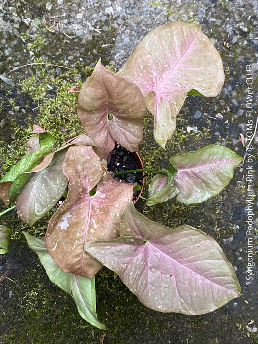 Syngonium Podophyllum Pink, organically grown tropical plants for sale by TOMS FLOWer CLUB.