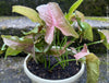 Syngonium Podophyllum Pink, organically grown tropical plants for sale by TOMS FLOWer CLUB.