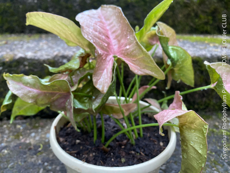 Syngonium Podophyllum Pink, organically grown tropical plants for sale by TOMS FLOWer CLUB.