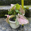 Syngonium Podophyllum Pink, organically grown tropical plants for sale by TOMS FLOWer CLUB.
