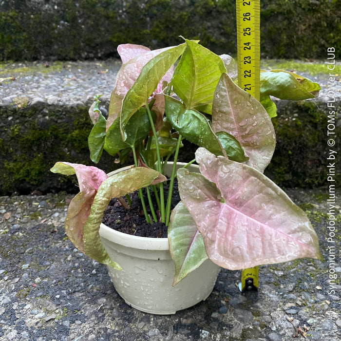 Syngonium Podophyllum Pink, organically grown tropical plants for sale by TOMS FLOWer CLUB.