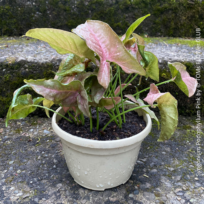 Syngonium Podophyllum Pink, organically grown tropical plants for sale by TOMS FLOWer CLUB.