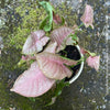 Syngonium Podophyllum Pink, organically grown tropical plants for sale by TOMS FLOWer CLUB.