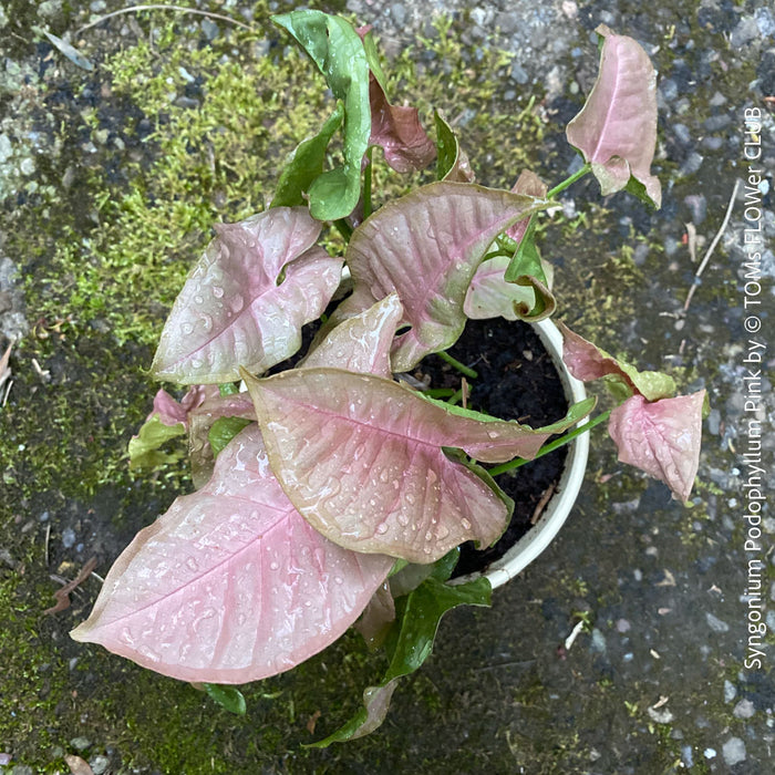 Syngonium Podophyllum Pink, organically grown tropical plants for sale by TOMS FLOWer CLUB.
