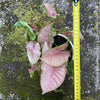 Syngonium Podophyllum Pink, organically grown tropical plants for sale by TOMS FLOWer CLUB.