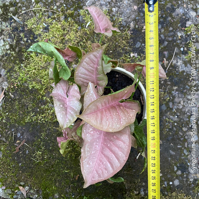 Syngonium Podophyllum Pink, organically grown tropical plants for sale by TOMS FLOWer CLUB.