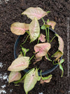Syngonium Podophyllum Pink, organically grown tropical plants for sale by TOMS FLOWer CLUB.