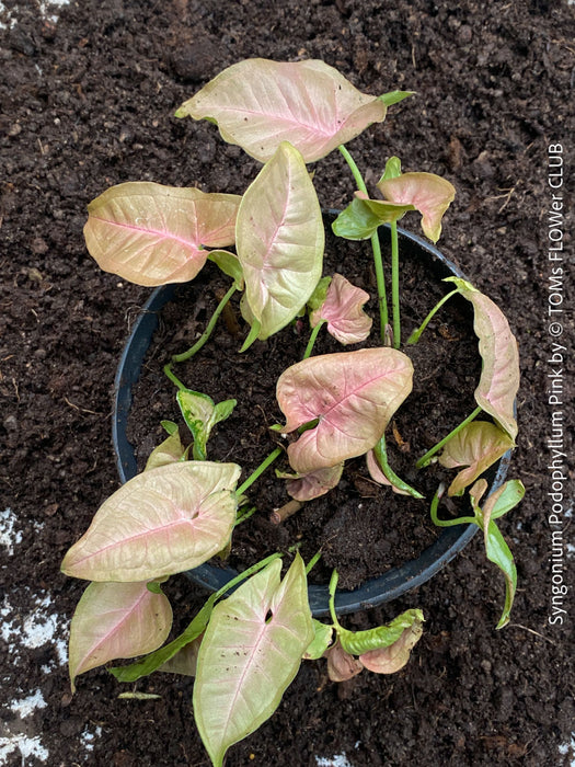 Syngonium Podophyllum Pink, organically grown tropical plants for sale by TOMS FLOWer CLUB.