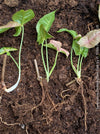 Syngonium Podophyllum Pink, organically grown tropical plants for sale by TOMS FLOWer CLUB.