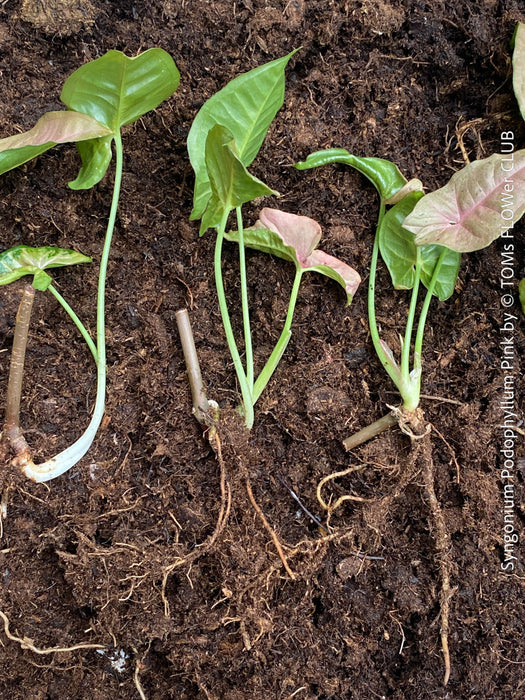 Syngonium Podophyllum Pink, organically grown tropical plants for sale by TOMS FLOWer CLUB.