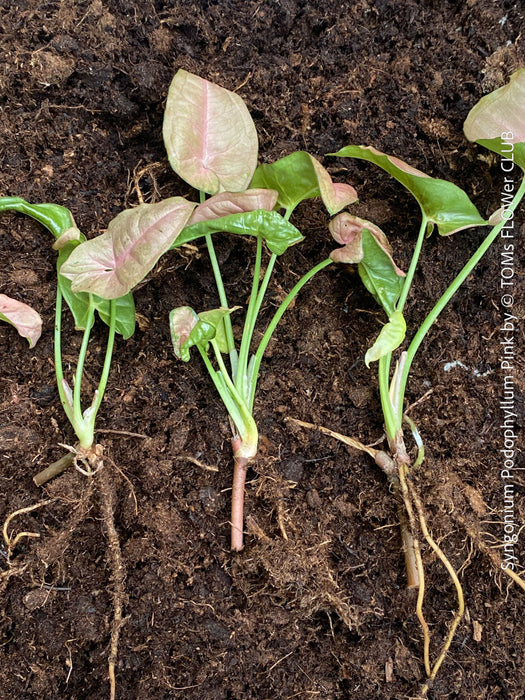 Syngonium Podophyllum Pink, organically grown tropical plants for sale by TOMS FLOWer CLUB.