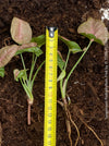 Syngonium Podophyllum Pink, organically grown tropical plants for sale by TOMS FLOWer CLUB.