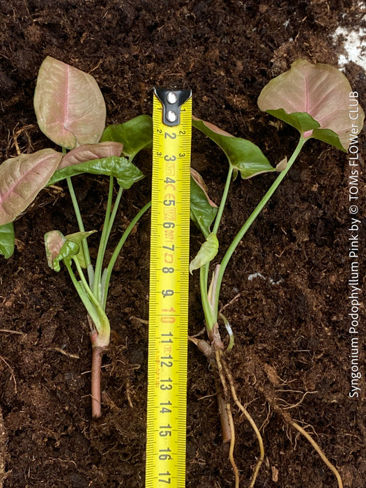 Syngonium Podophyllum Pink, organically grown tropical plants for sale by TOMS FLOWer CLUB.