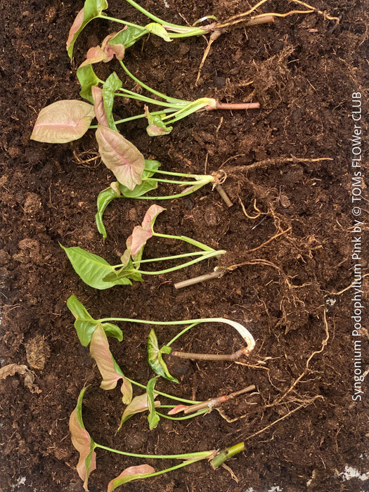 Syngonium Podophyllum Pink, organically grown tropical plants for sale by TOMS FLOWer CLUB.